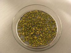 ZKITPMUKZ Mung Bean Organic Sprouting (20g) TessGruun