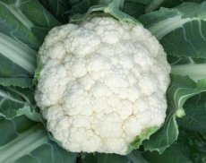 Cauliflower Bermeo F1 - ORGANIC De Bolster
