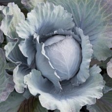 Red cabbage 'Klimaro F1' Brassica oleracea BIO De Bolster (1511)