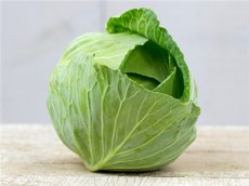 Brunswick Cabbage ORGANIC TessGruun