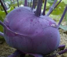 Kohlrabi Delicacy Purple ORGANIC TessGruun