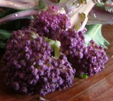 Broccoli Purple Early Sprouting ORGANIC TessGruun