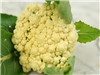 Cauliflower Snowball ORGANIC TessGruun