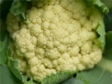 Cauliflower Snowball ORGANIC TessGruun