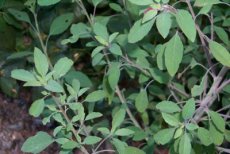 Coriandre Bolivienne Porophyllum ruderale 10 graines TessGruun
