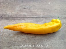 Poivron Golden Treasure 5 graines TessGruun