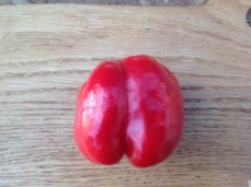 Sweet Pepper King Of The North 10 seeds TessGruun