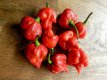 Hot pepper collection - Hot Promo Pack 1 (10 seeds each)