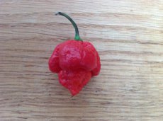 Hot pepper collection - Hot Promo Pack 1 (10 seeds each)