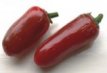 Hot pepper collection - Hot Promo Pack 2 (10 seeds each)