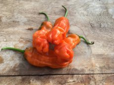 Hot pepper collection - Hot Promo Pack 3 (10 seeds each)