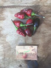 ZPETGPEPU Hot Pepper Peruvian Purple 10 seeds TessGruun