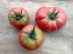Paquet de graines de tomates: 20 variétés de tomates heirloom uniques (10 graines par variété)