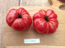 ZPATGTO200 Tomatenzaden pakket: 20 soorten unieke heirloom tomaten (10 zaden per soort)