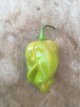 Hot Pepper Bahamian Beast Mustard Stinger 10 seeds