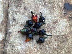 Chile Biquinho Black 5 semillas