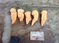 Chile Bhut Jolokia Ghost Peach 5 semillas TessGruun