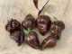 Pepper Hot Bhut Jolokia Ghost X Chocolate Habanero 5 seeds TessGruun