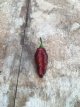 Hot Pepper Hallow's Eve 5 seeds
