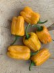 Hot Pepper Habanero Orange Devil 10 seeds TessGruun