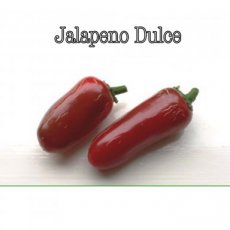 Hot Pepper Jalapeño Dulce 10 seeds TessGruun