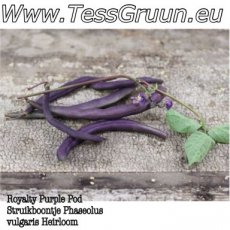 Royalty Purple Pod Bush Heirloom 10 seeds TessGruun