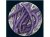 ZPETGRPP25 Royalty Purple Pod Haricots Nain Phaseolus vulgaris Héritage 25 graines