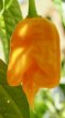 Pepper Trinidad Scorpion Orange 5 seeds TessGruun