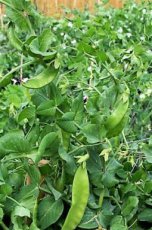 Pea mangetout Carouby de Maussane 10 seeds ORGANIC TessGruun