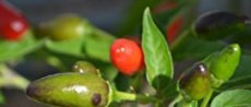 Hot Pepper Numex Bailey 10 seeds ORGANIC TessGruun