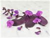 Haricot Moonshadow Hyacinth Bean (Dolichos lablab) 10 graines TessGruun