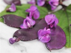 Bean Moonshadow Hyacinth Bean (Dolichos lablab) 10 seeds TessGruun
