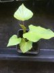 Sweet Potato plant 1 piece TessGruun
