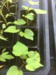 Sweet Potato Violet plant 1 piece TessGruun