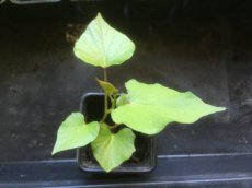 Batata Violeta planta 1 pieza TessGruun