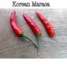 Chile Korean Maraca 10 semillas TessGruun
