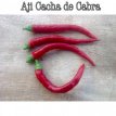 Piment Aji Cacho de Cabra Chili de corne de chèvre 10 graines TessGruun