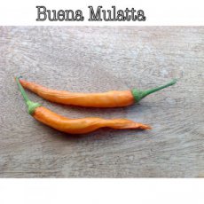 Chile Buena Mulatta 5 semillas TessGruun