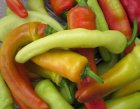 Chili Pepper Hungarian Wax Yellow Hot  ORGANIC 7 seeds TessGruun
