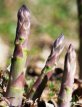 Asparagus Précoce d'Argenteuil 25 seeds TessGruun