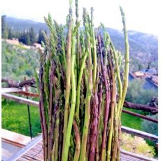Espárrago triguero Asparagus acutifolius 10 semillas TessGruun