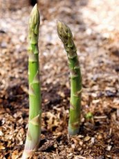 ZSTTPCOCO Asparagus Connovers Colossal 25 seeds TessGruun