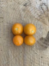 ZTOSFORVE Tomate Orange Venus 10 graines TessGruun