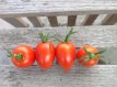 ZTOTGAMPA Tomato Amish Paste 10 seeds TessGruun