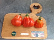 ZTOTGCA Tomato Canestrino 10 seeds TessGruun
