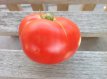 Tomate Andrew Rahart 10 graines TessGruun