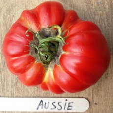 Tomate Aussie 10 graines TessGruun