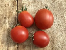 ZTOTGABBOVA Tomato Abby's Oval 10 seeds