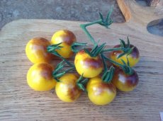Tomato Amethyst Cream Cherry 5 seeds TessGruun