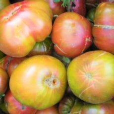 Tomate Ananas Noire 10 graines TessGruun